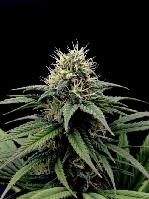 My First Seed to Harvest | Budget build. Week 12