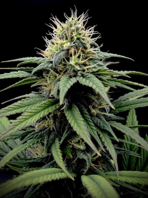 My First Seed to Harvest | Budget build. Week 12