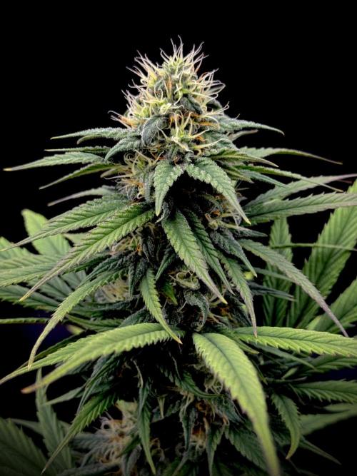 My First Seed to Harvest | Budget build. Week 12