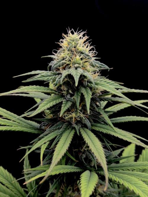 My First Seed to Harvest | Budget build. Week 12