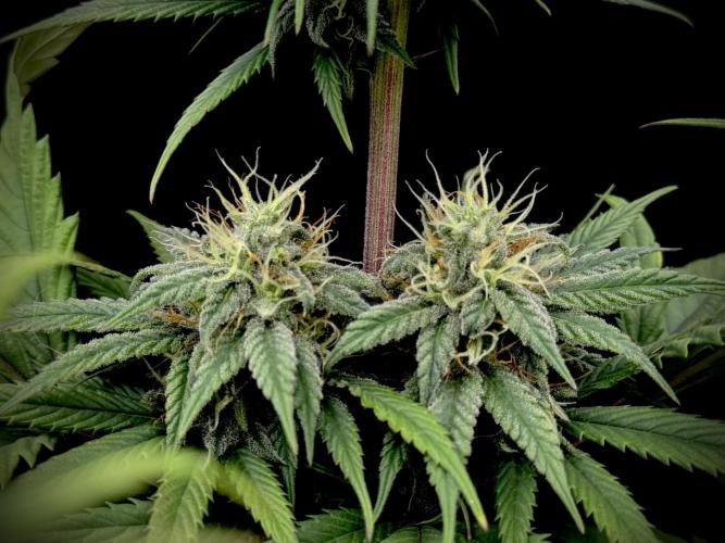 My First Seed to Harvest | Budget build. Week 12