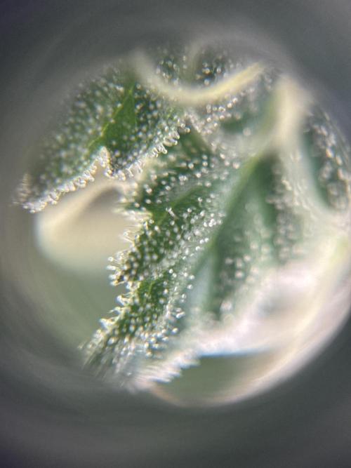 My First Seed to Harvest | Budget build. Week 12