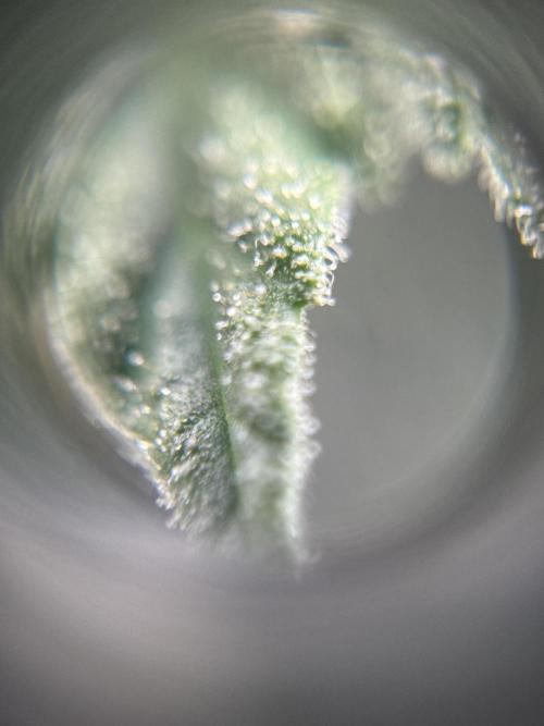 My First Seed to Harvest | Budget build. Week 12