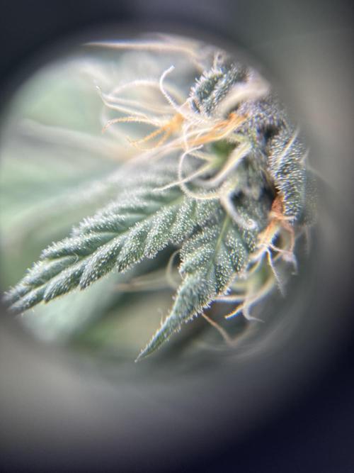 My First Seed to Harvest | Budget build. Week 12