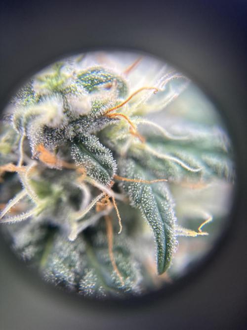 My First Seed to Harvest | Budget build. Week 12