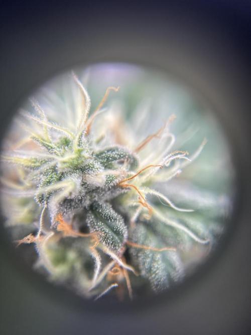 My First Seed to Harvest | Budget build. Week 12