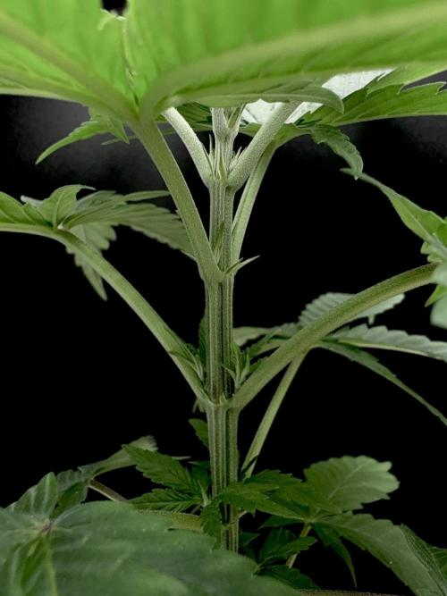 Island seeds in the Mainland. Week 6