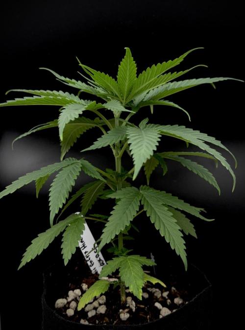 Island seeds in the Mainland. Week 6