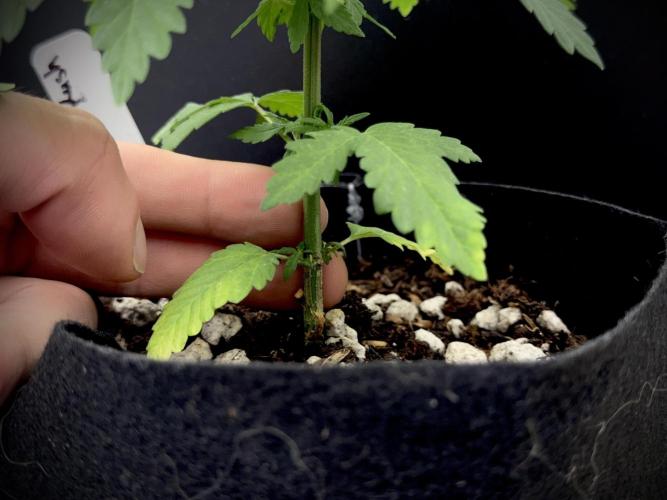 Island seeds in the Mainland. Week 6