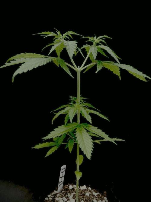 Island seeds in the Mainland. Week 6