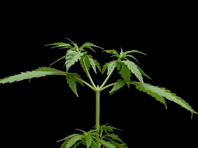 Island seeds in the Mainland. Week 6