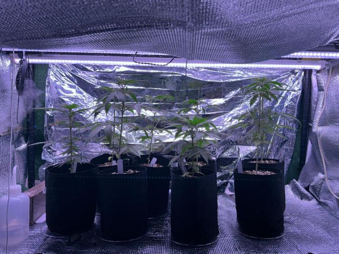 Island seeds in the Mainland. Week 6