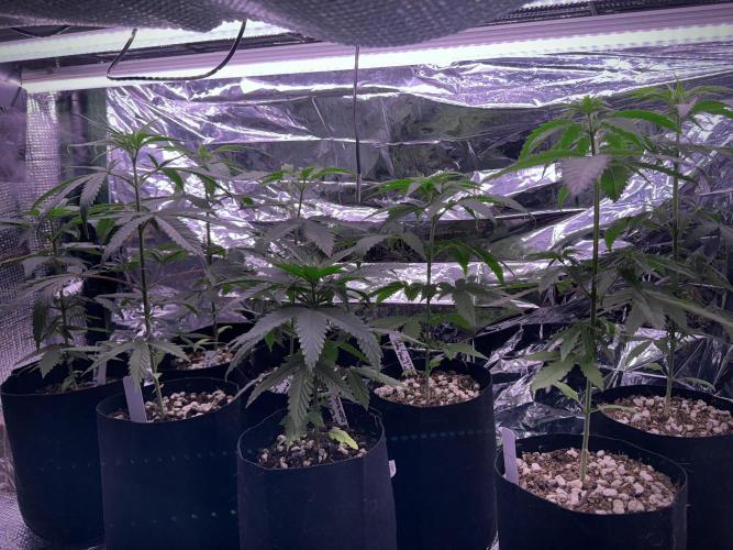 Island seeds in the Mainland. Week 6