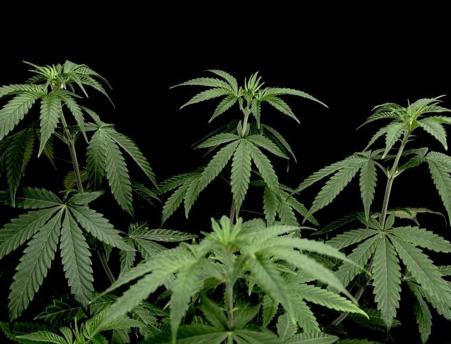 Is it a Boy or Girl? (mystery seed). Week 9