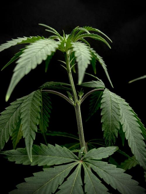 Is it a Boy or Girl? (mystery seed). Week 9