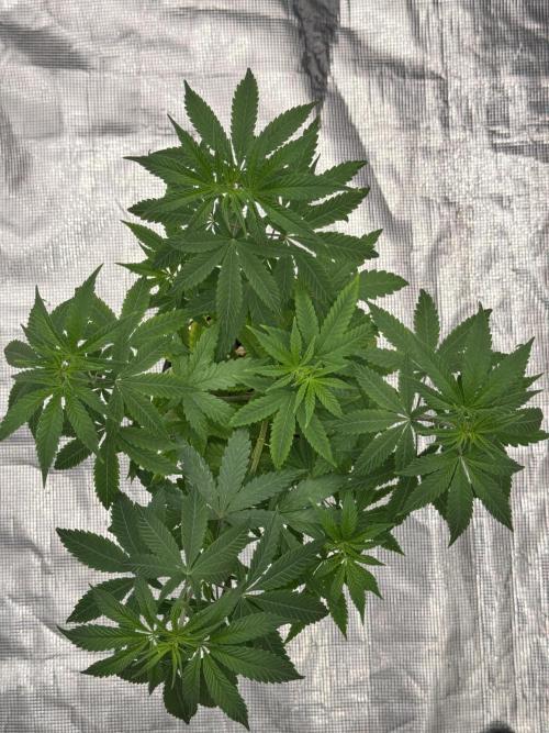 Is it a Boy or Girl? (mystery seed). Week 9