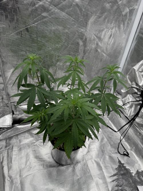 Is it a Boy or Girl? (mystery seed). Week 9