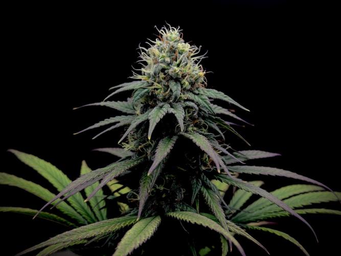 My First Seed to Harvest | Budget build. Week 13