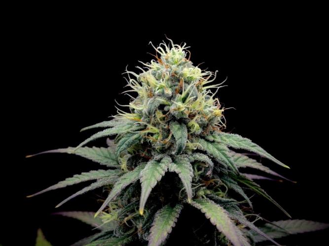 My First Seed to Harvest | Budget build. Week 13