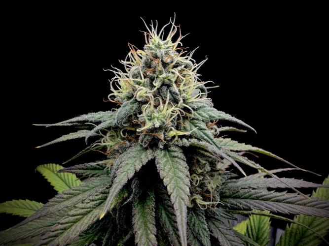 My First Seed to Harvest | Budget build. Week 13