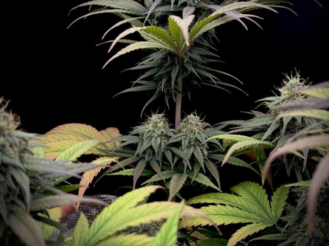 My First Seed to Harvest | Budget build. Week 13