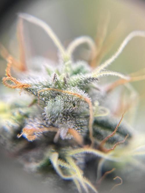 My First Seed to Harvest | Budget build. Week 13