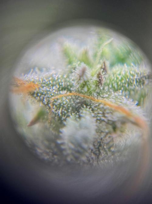 My First Seed to Harvest | Budget build. Week 13