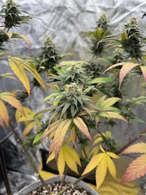 My First Seed to Harvest | Budget build. Week 13