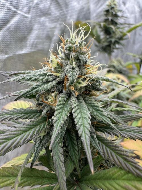 My First Seed to Harvest | Budget build. Week 13