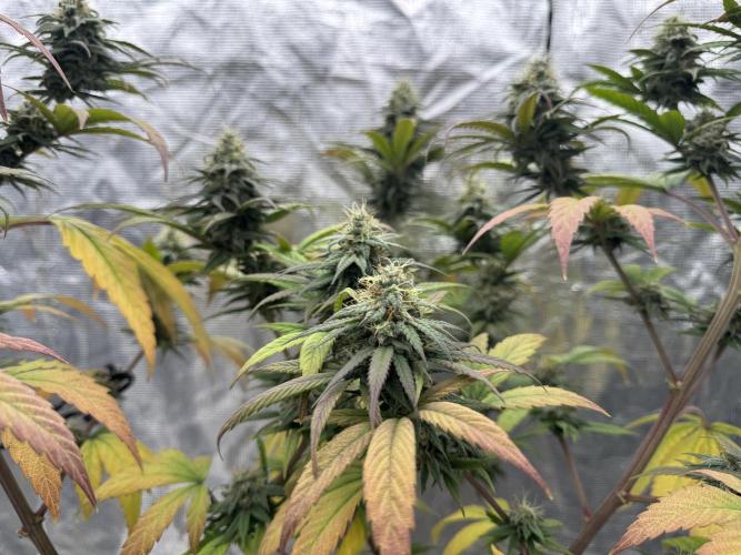 My First Seed to Harvest | Budget build. Week 13