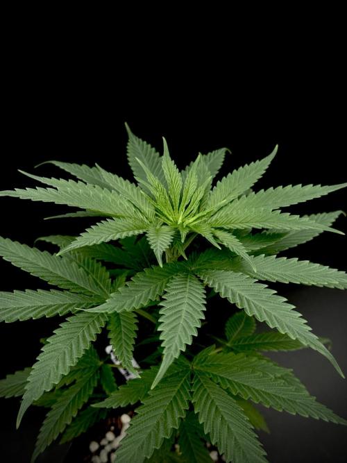 Island seeds in the Mainland. Week 7