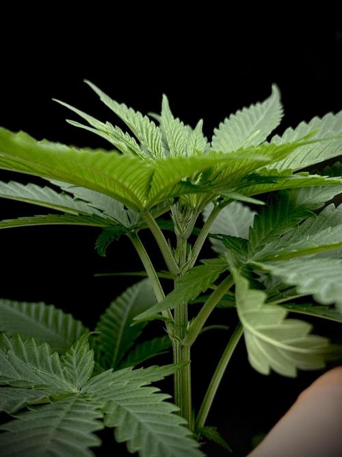 Island seeds in the Mainland. Week 7