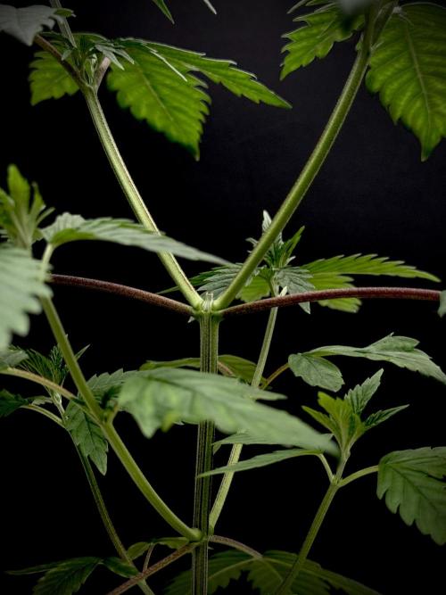 Island seeds in the Mainland. Week 7