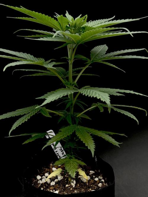 Island seeds in the Mainland. Week 7