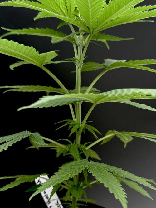 Island seeds in the Mainland. Week 7