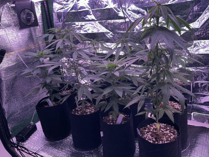 Island seeds in the Mainland. Week 7