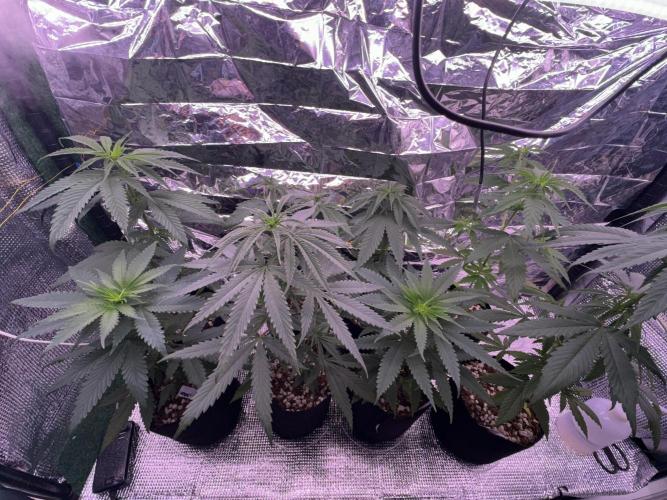 Island seeds in the Mainland. Week 7