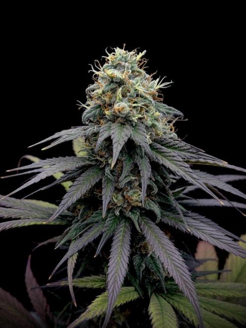 My First Seed to Harvest | Budget build. Week 14