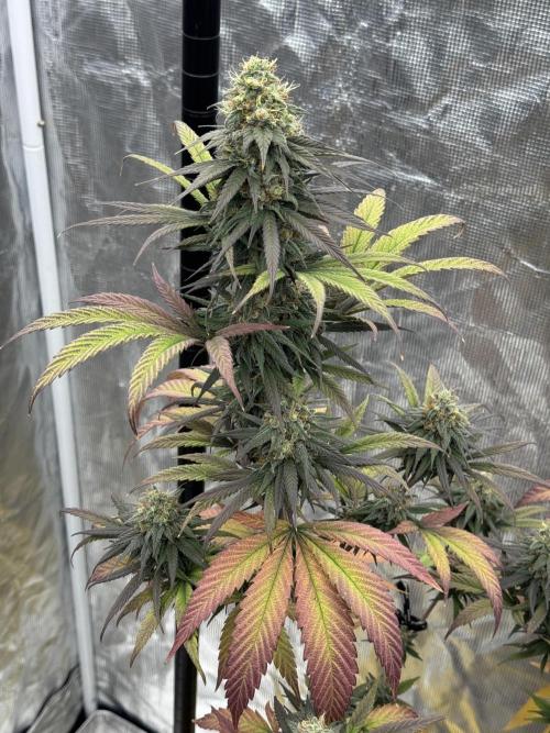 My First Seed to Harvest | Budget build. Week 14