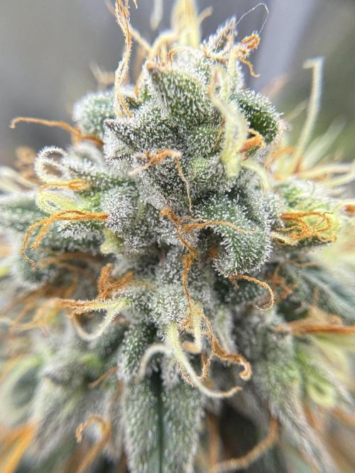 My First Seed to Harvest | Budget build. Week 14