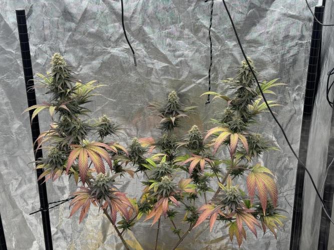 My First Seed to Harvest | Budget build. Week 14