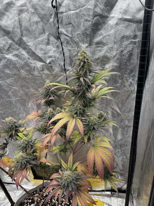 My First Seed to Harvest | Budget build. Week 14