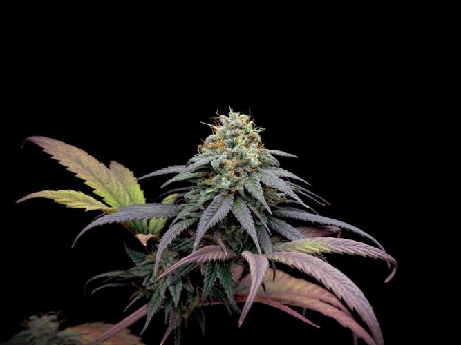 My First Seed to Harvest | Budget build. Week 14