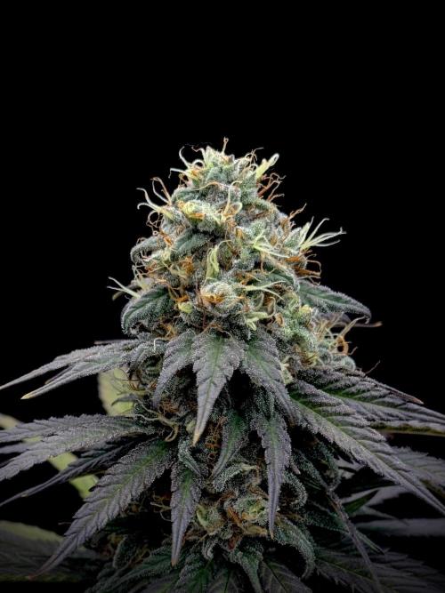 My First Seed to Harvest | Budget build. Week 14