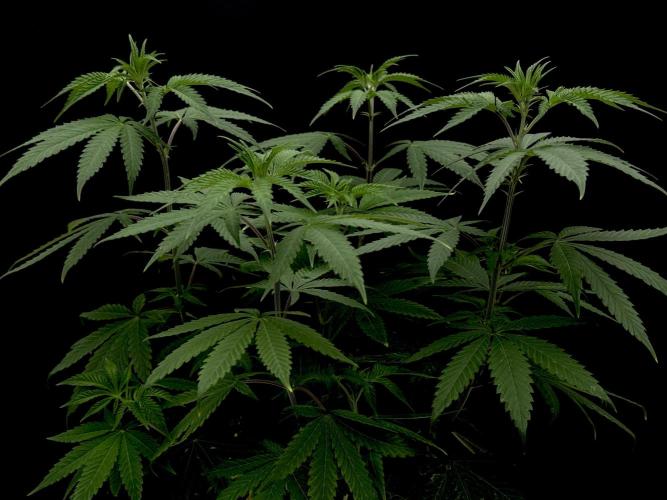 Is it a Boy or Girl? (mystery seed). Week 10