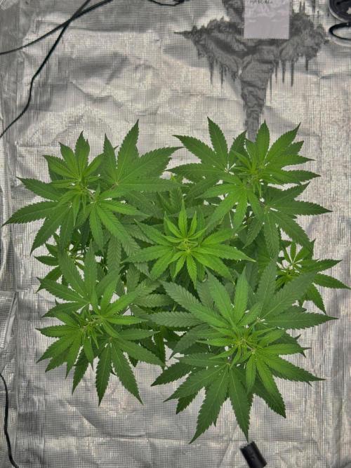 Is it a Boy or Girl? (mystery seed). Week 10