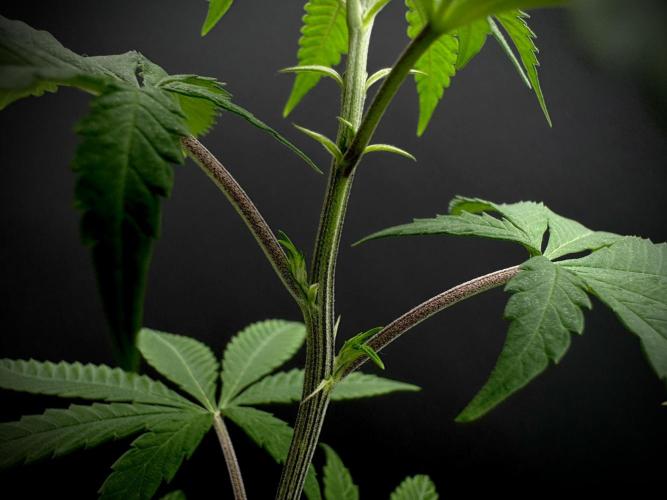 Is it a Boy or Girl? (mystery seed). Week 10