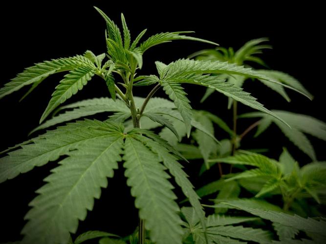 Is it a Boy or Girl? (mystery seed). Week 10