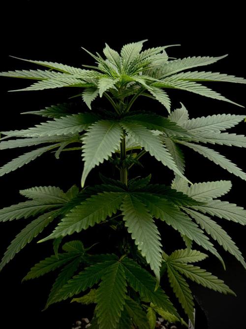 Island seeds in the Mainland. Week 8