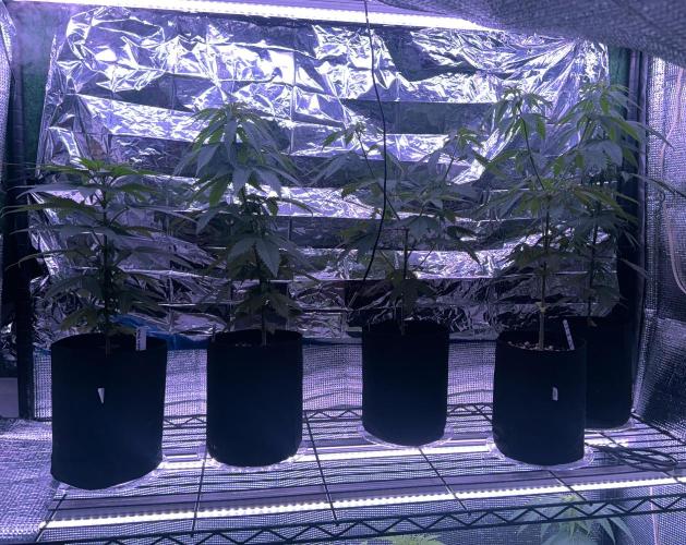 Island seeds in the Mainland. Week 8